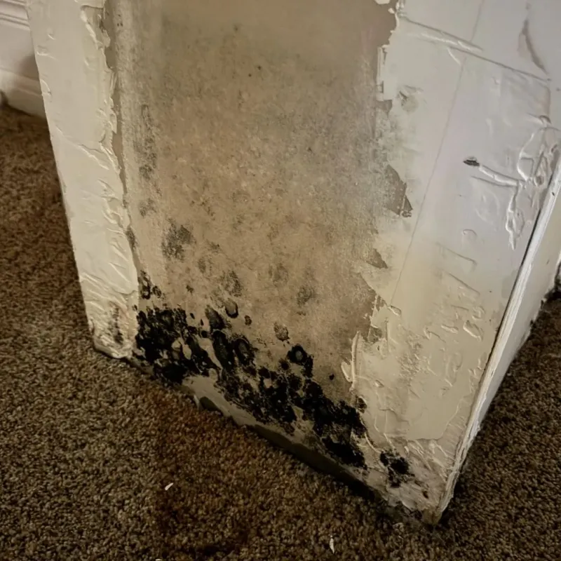 Professional Mold Removal in Dothan, AL